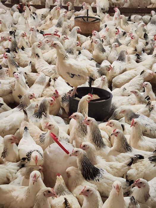 Kury nioski z wolnego wybiegu Messa Dominant ISA Lohmann ! Zapraszam !