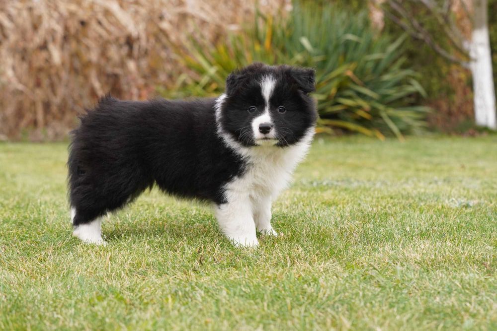 Border Collie  suczka ZKwP/FCI
