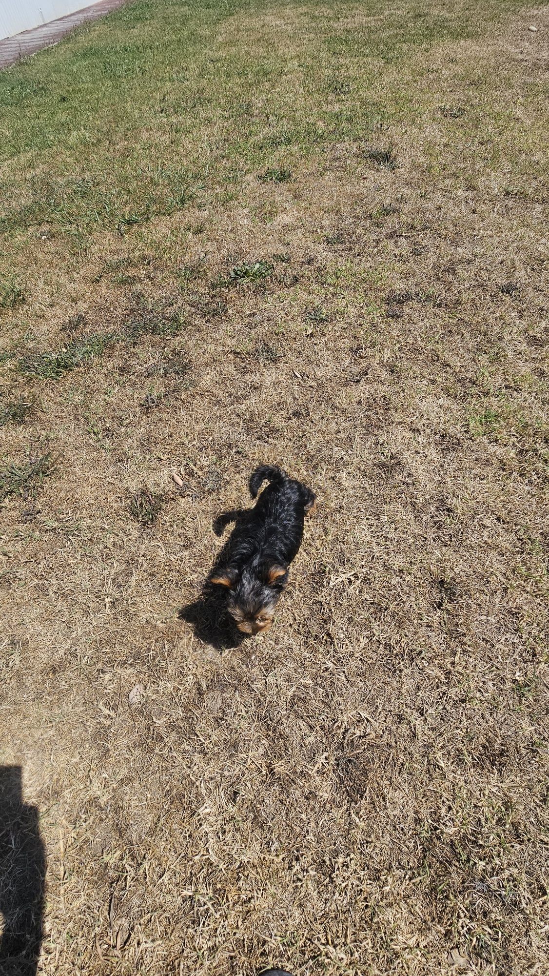 Yorkhire terrier macho