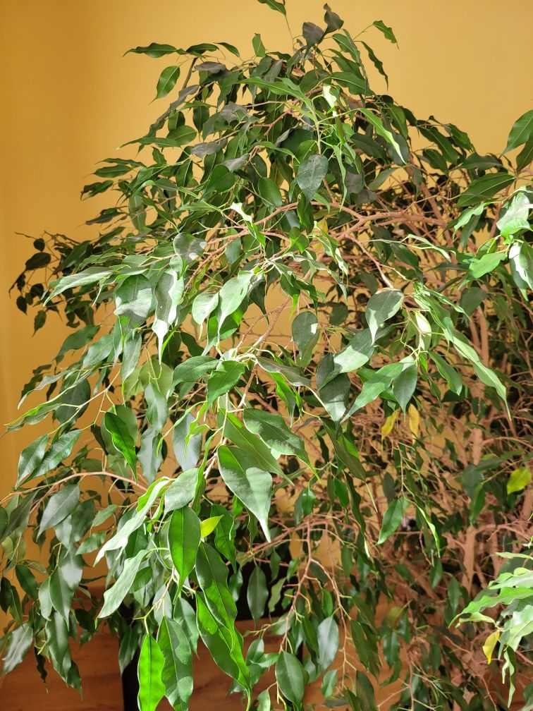 Figowiec Benjamina
