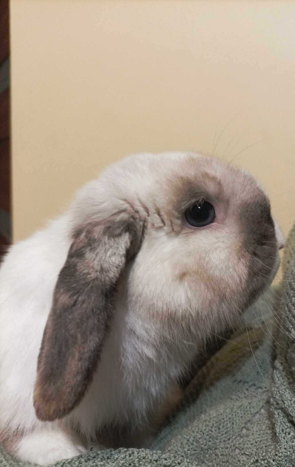 Baranek Mini Lop reproduktor:)