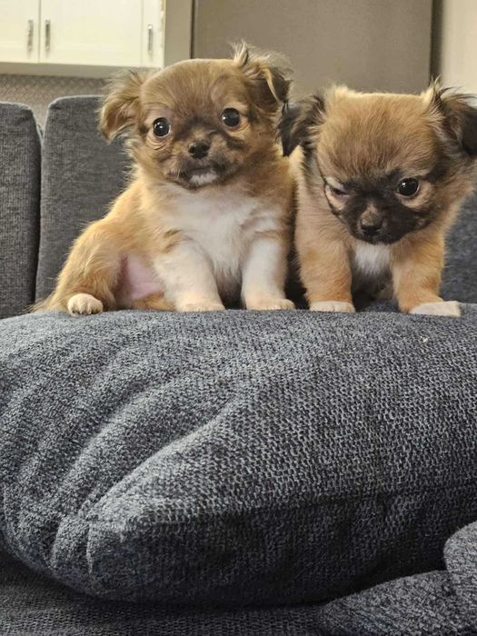 CHIHUAHUA Piękny długowłosy piesek urodzony 10.09.2025 r