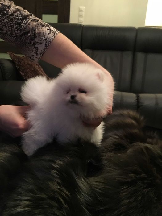 Szpic miniaturowy pomeranian mini misio  sunia