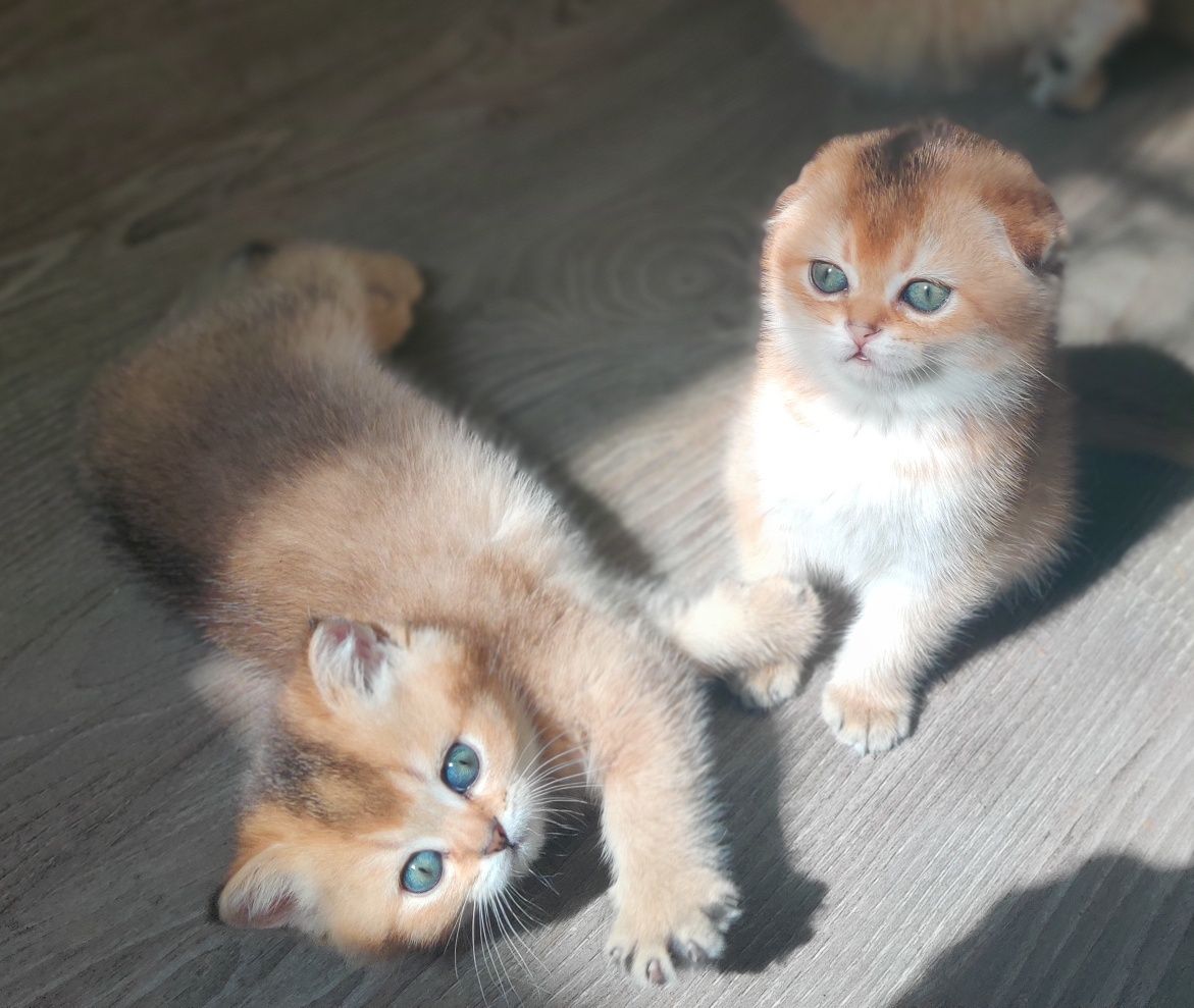 Кошечка золотая шиншилла. Golden Chinchilla.