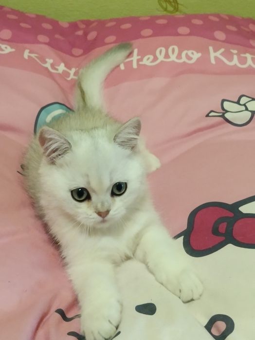 Пухнастий релаксик