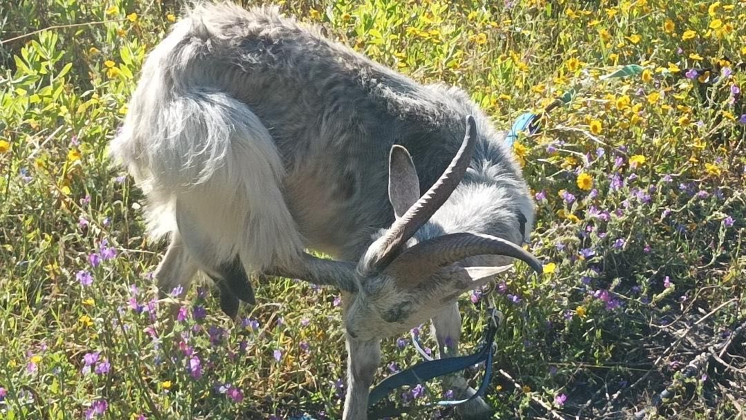 Ordenhando cabras fêmeas