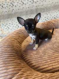 Malutka sunia Chihuahua XXS