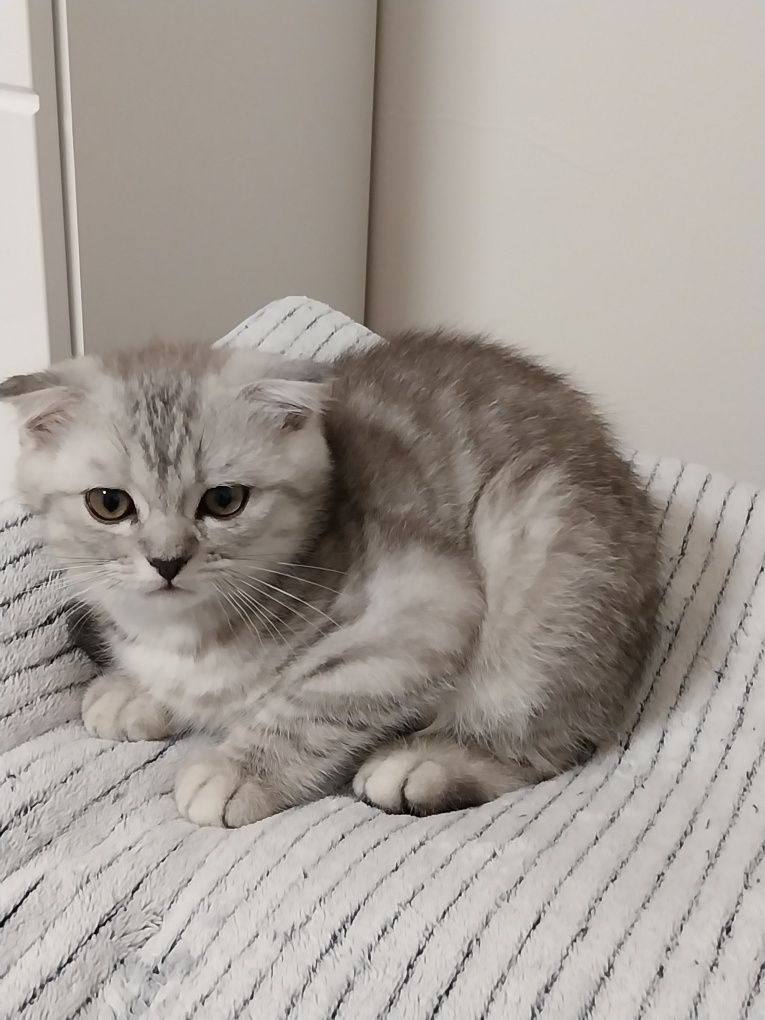Gatinho Scottish Fold