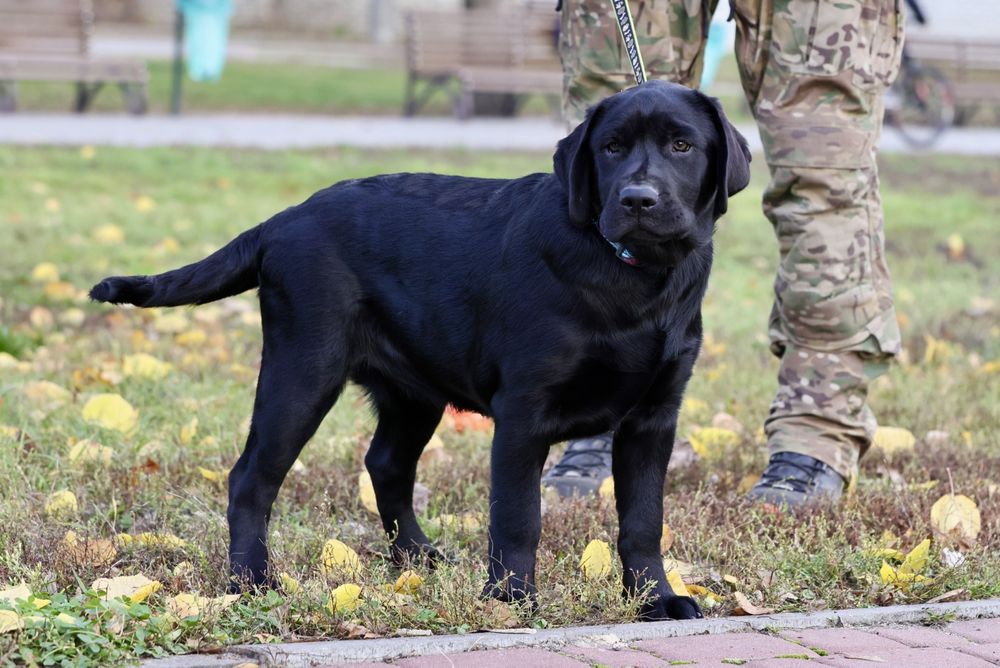 Цуценя лабрадора ретривера. КСУ