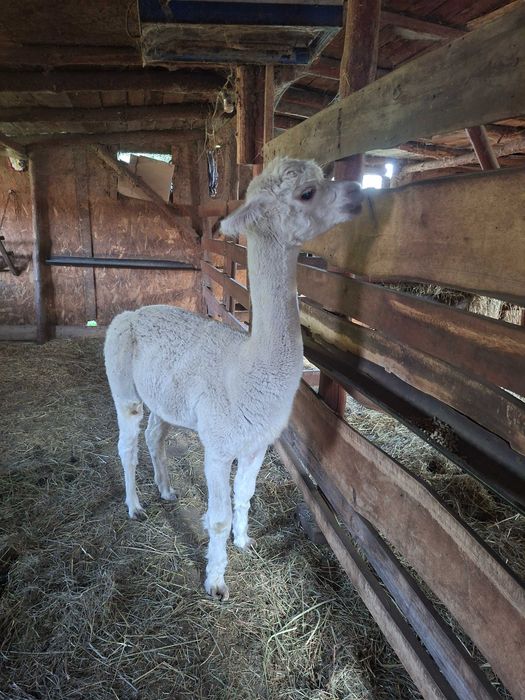 Sprzedam SAMCE Alpaki