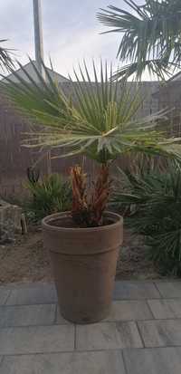 Palma Waszynkonia robusta