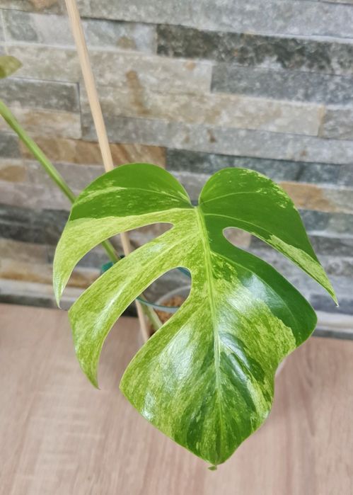 Monstera Jungle Mint var,2 liście