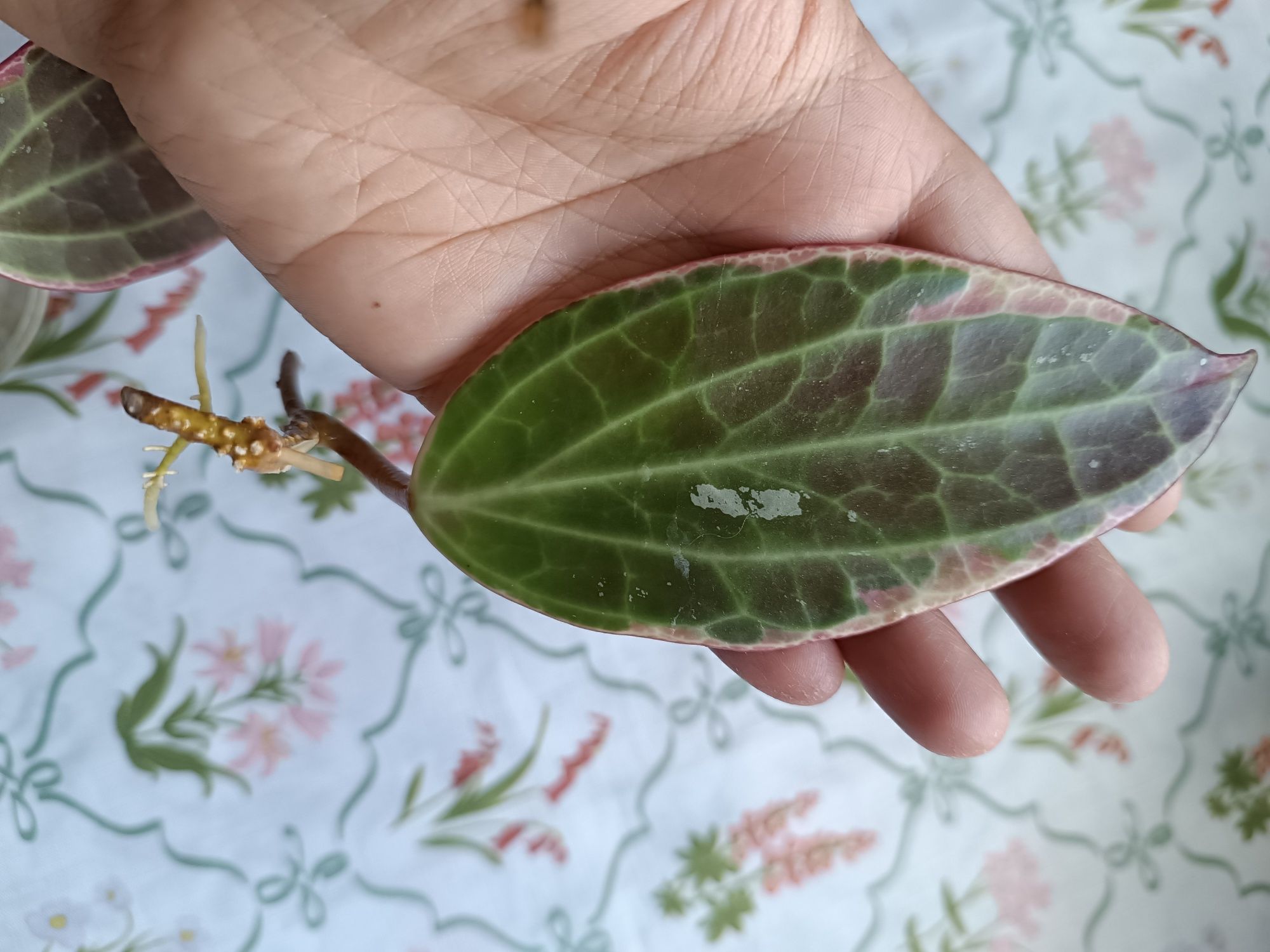 Hoya macrophylla albomarginata