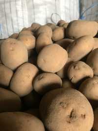 Ziemniaki 35-50 LILLI wielkości sadzeniaka. ostatnie 2 tony!!!
