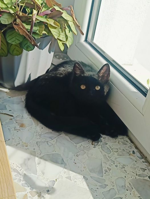 Oddam małego  kotka