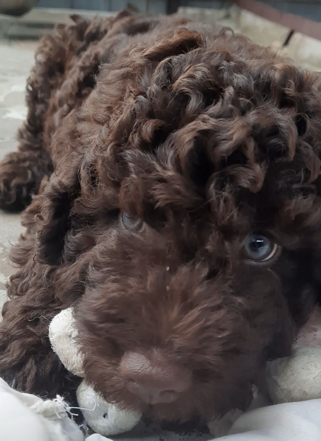 Испанская Водяная Собака, Spanish Water Dog