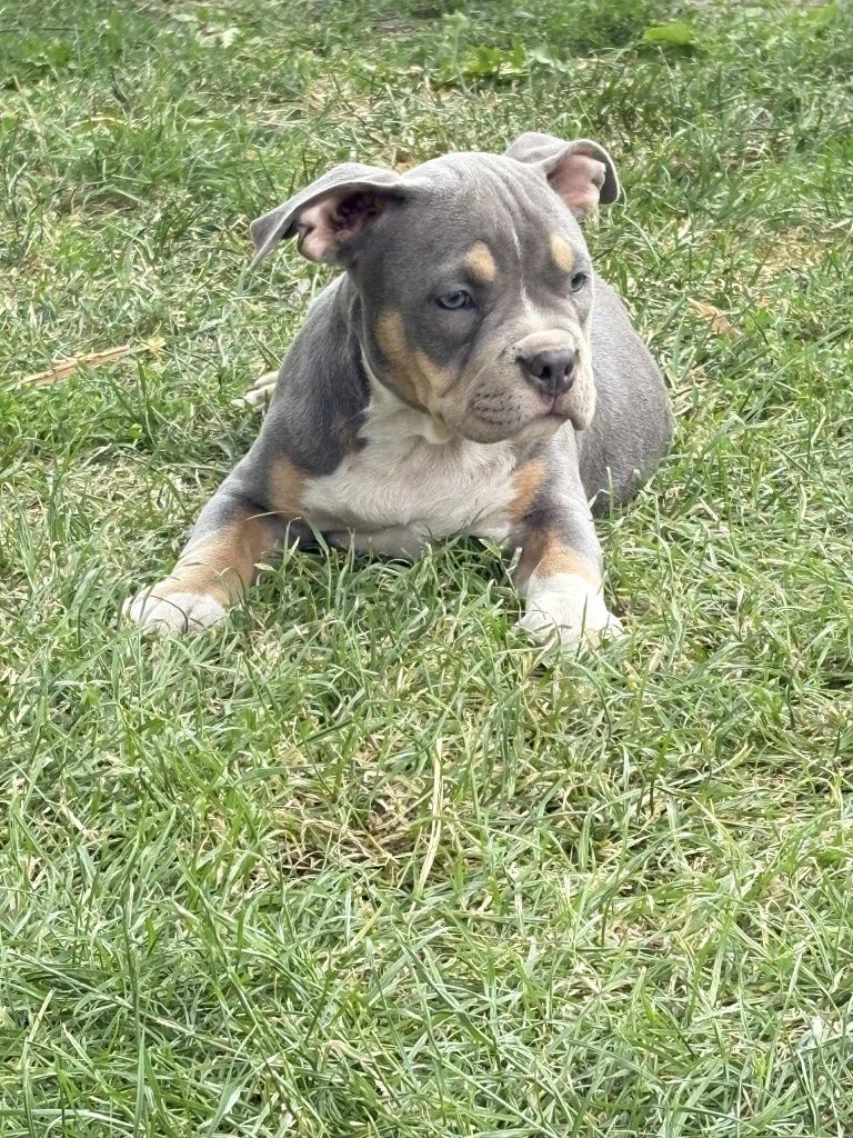 American Bully Standard
