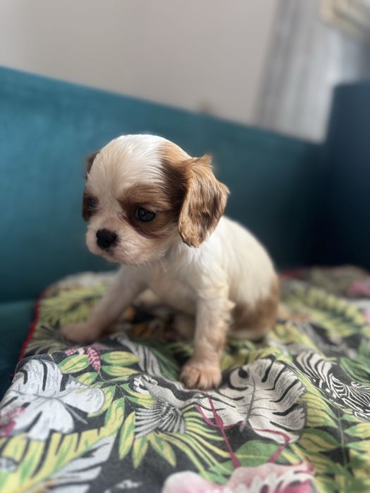 Suczka  Cavailer king charles ZAREZERWOWANA