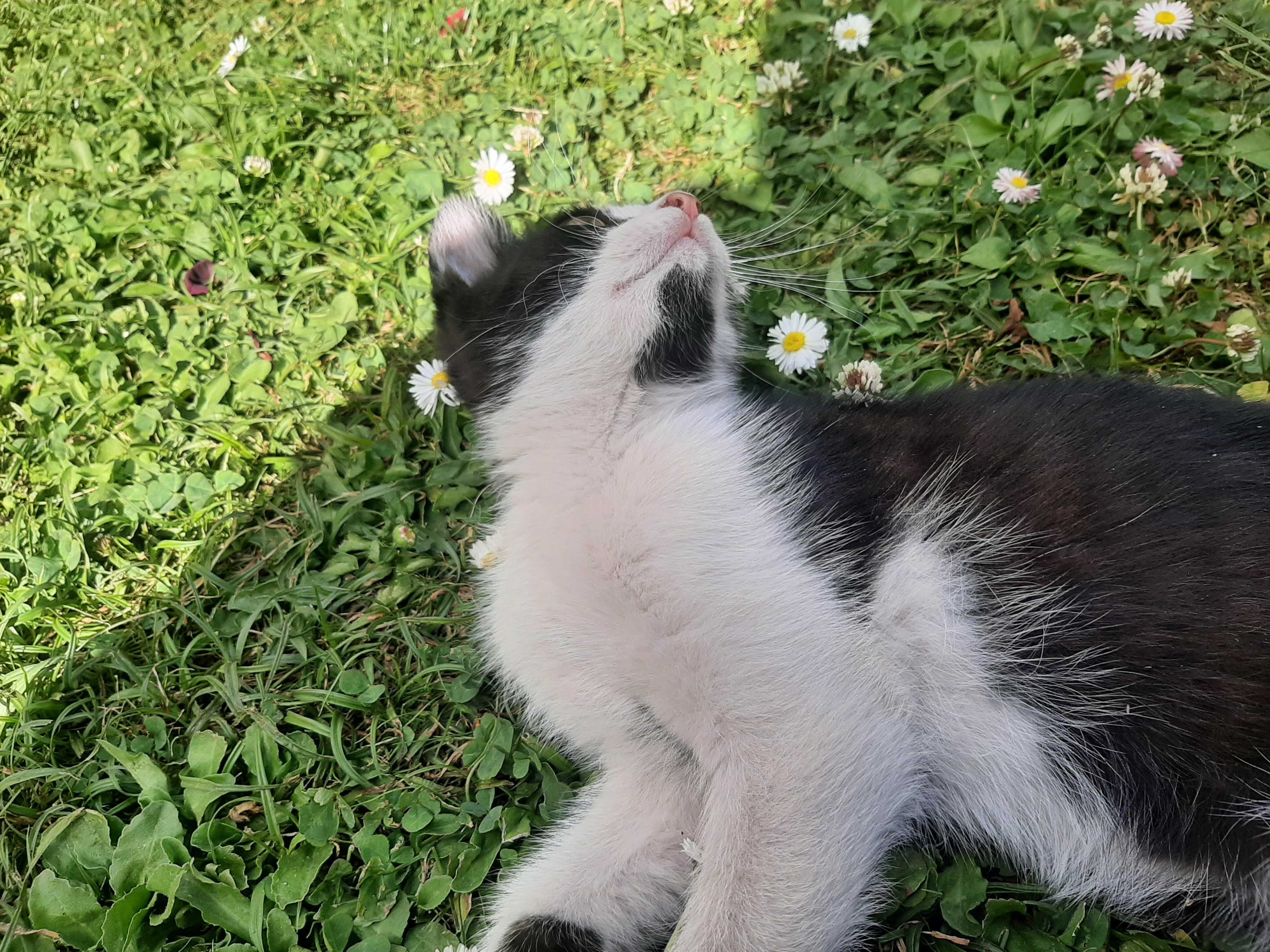Kotek kocurek koteczek