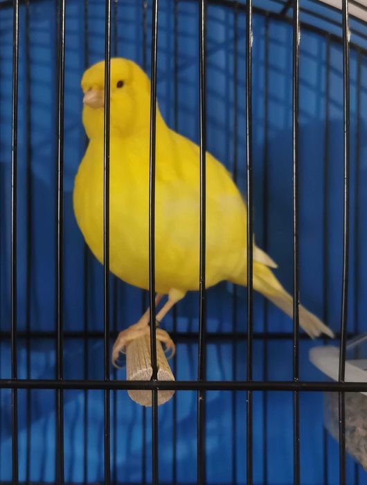 Últimos Canários Border