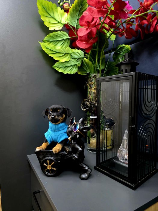 Ratlerek pinczerek miniaturowy 2xszczepienia legowisko I wyprawka