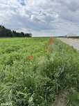 Działka 1 ha z WZ | 35 km do Poznania | Brzostek k. Środy Wlkp.