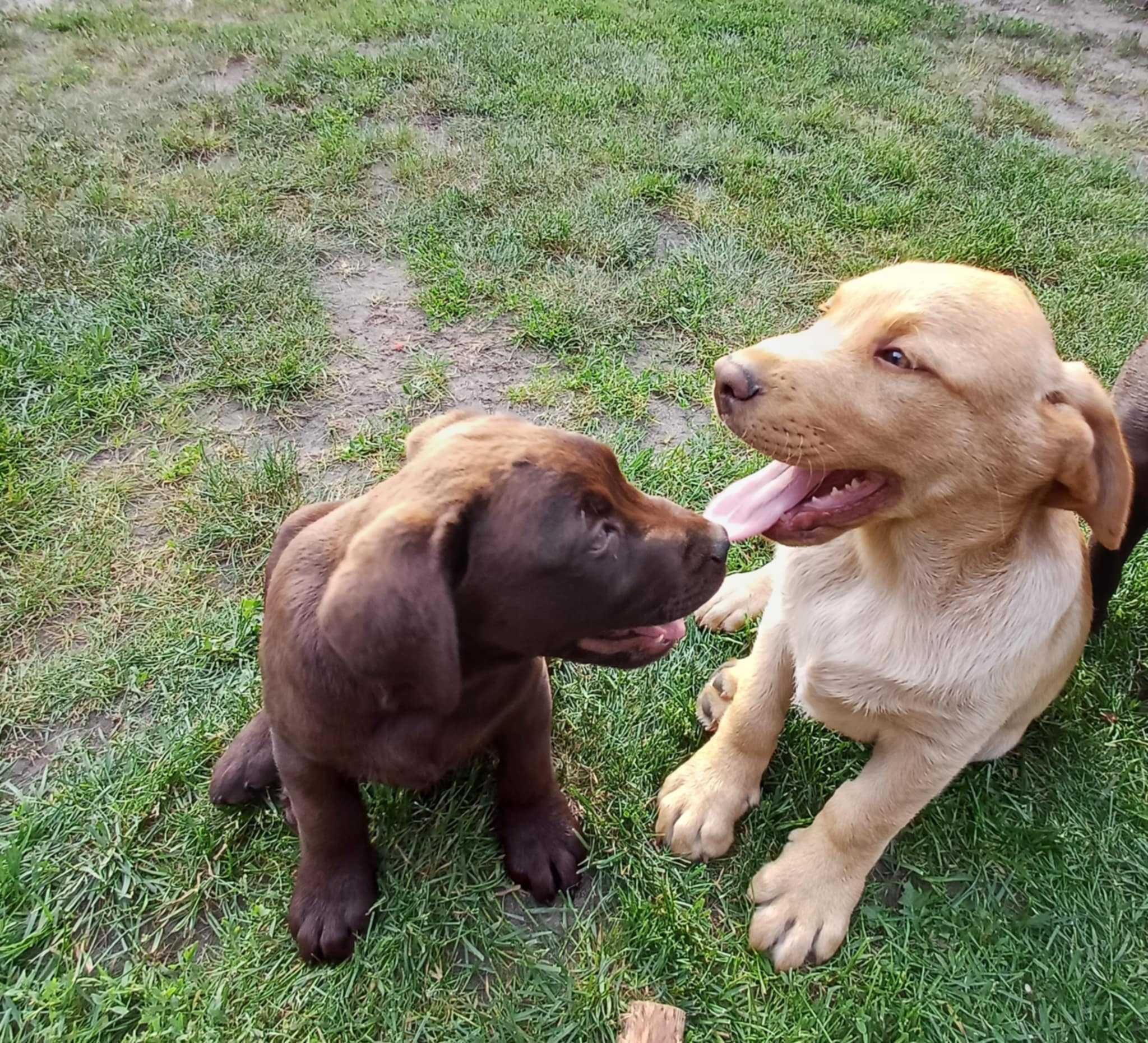 Labrador Retriever kolor czekoladowy