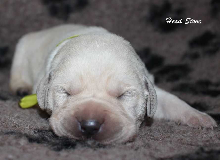 Лабрадор ретривер КСУ-FCI