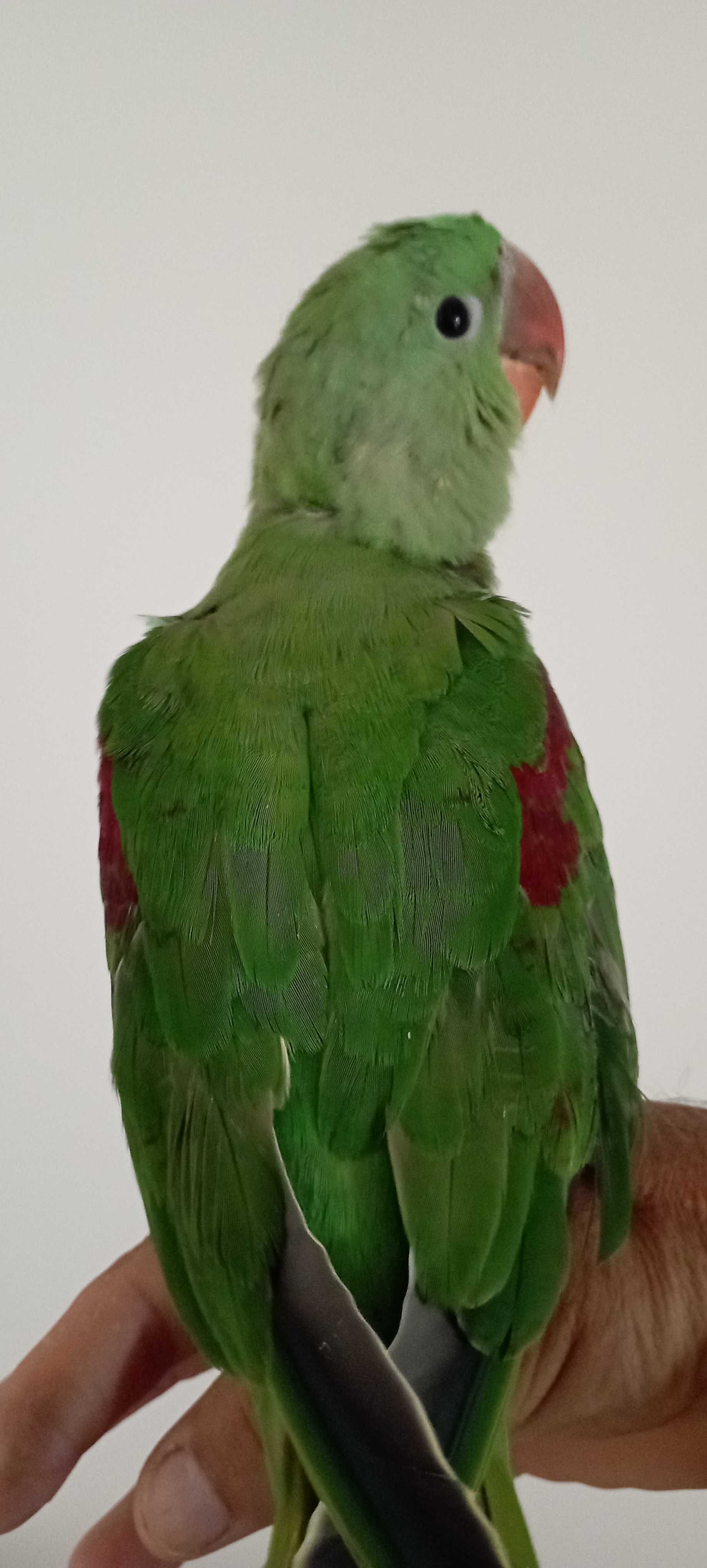 Papagaio alexandrino macho, ave ótima para pet ,