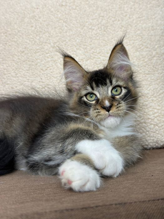 Ares-Kocurek Maine Coon