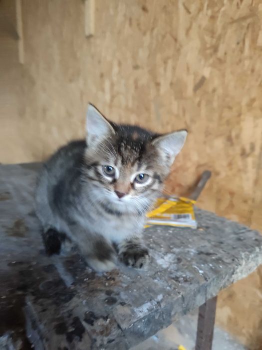 Oddam śliczną małą kotkę