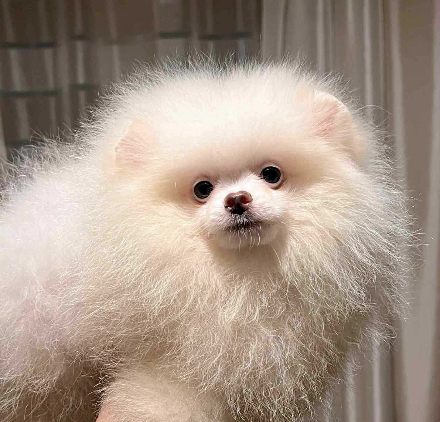 Szpic miniaturowy pomeranian