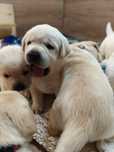 Labrador Retriever Piesek Związek Kynologiczny w