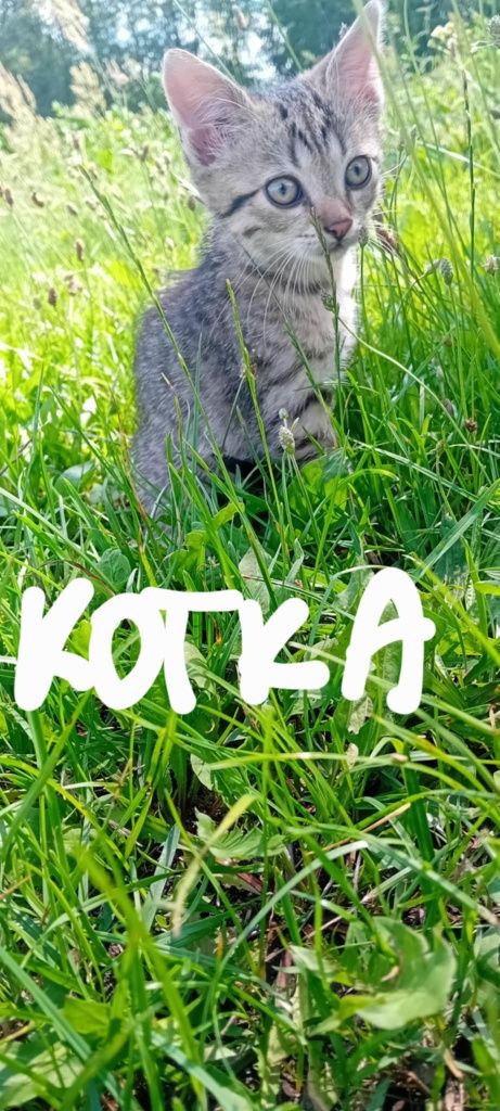 Kotki do oddania