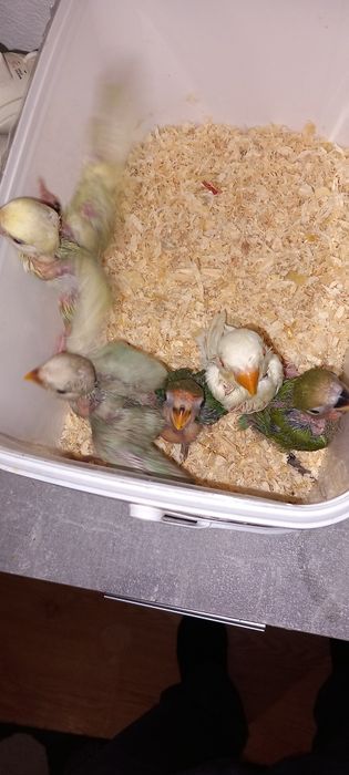 Roseicollis criar à mão