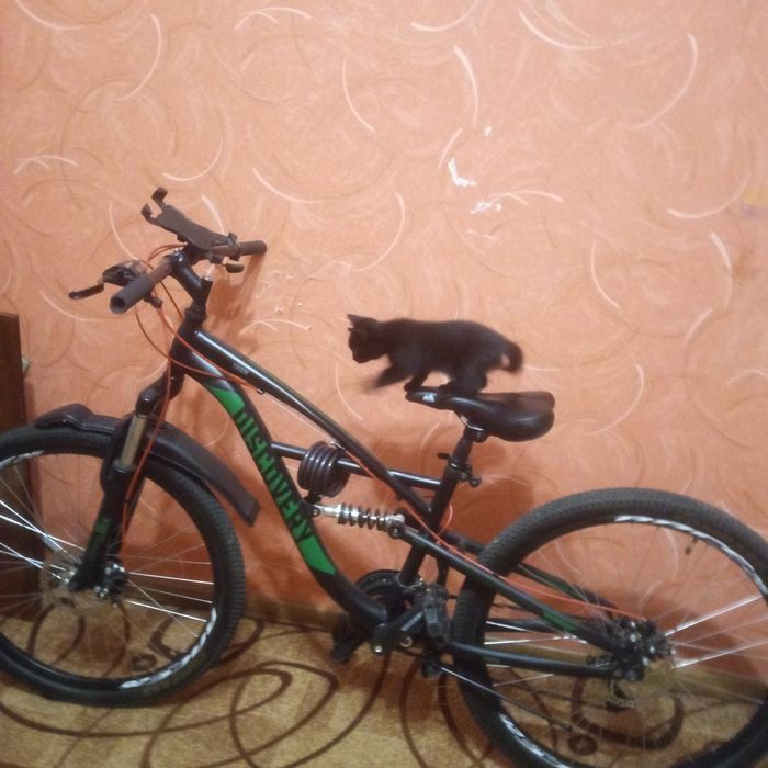 Кошенята шукають родину.