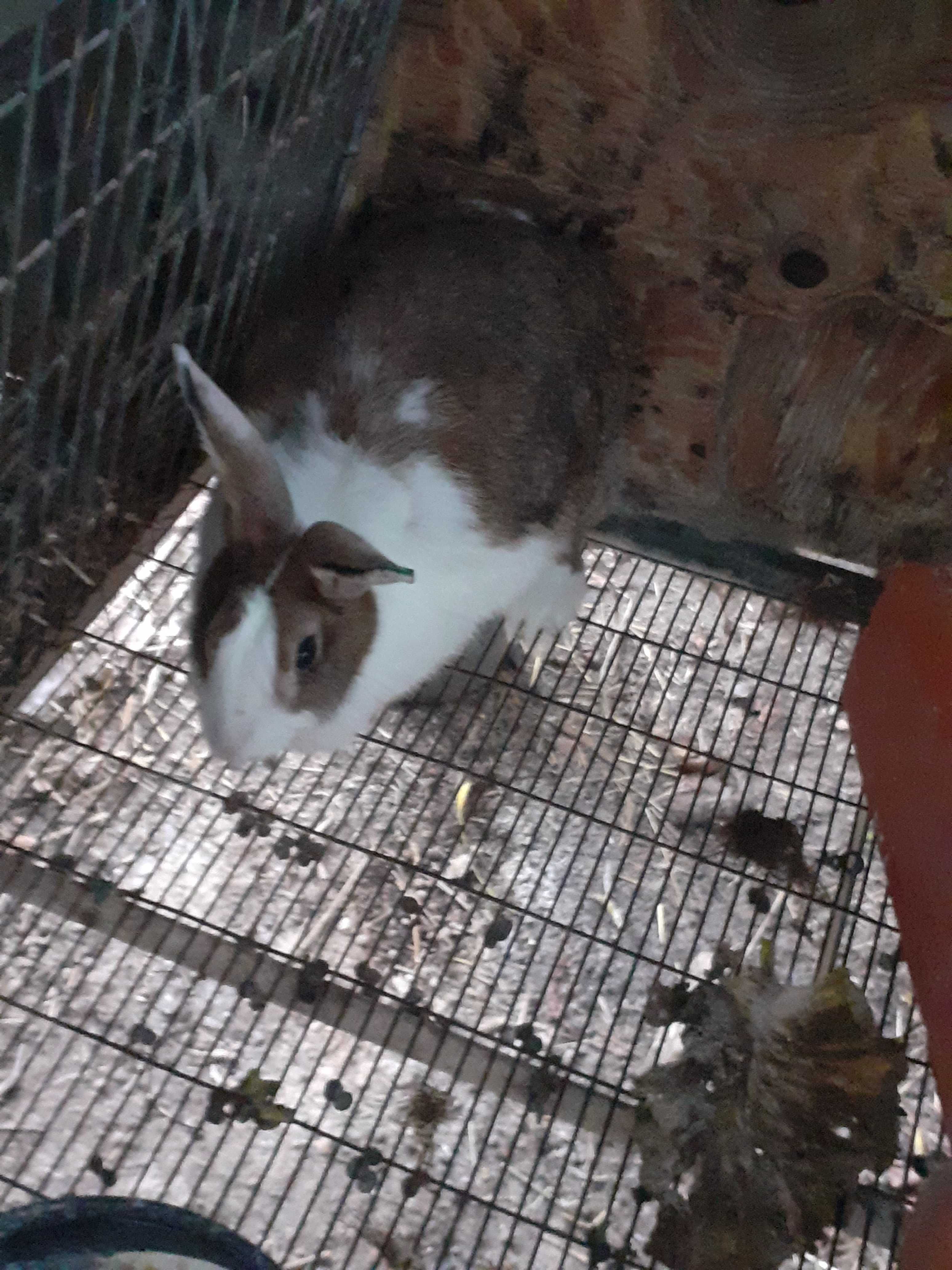 Coelhos adultos para venda.