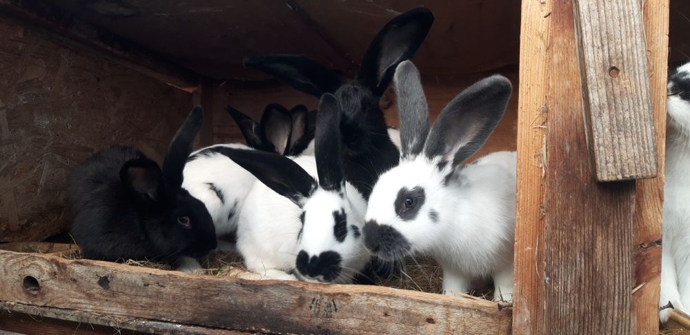 Sprzedam króliki mieszańce po czystym srokaczu.