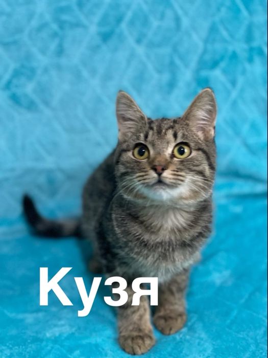 Кошеня шукає родину