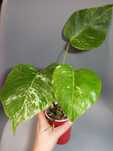 Monstera Variegata