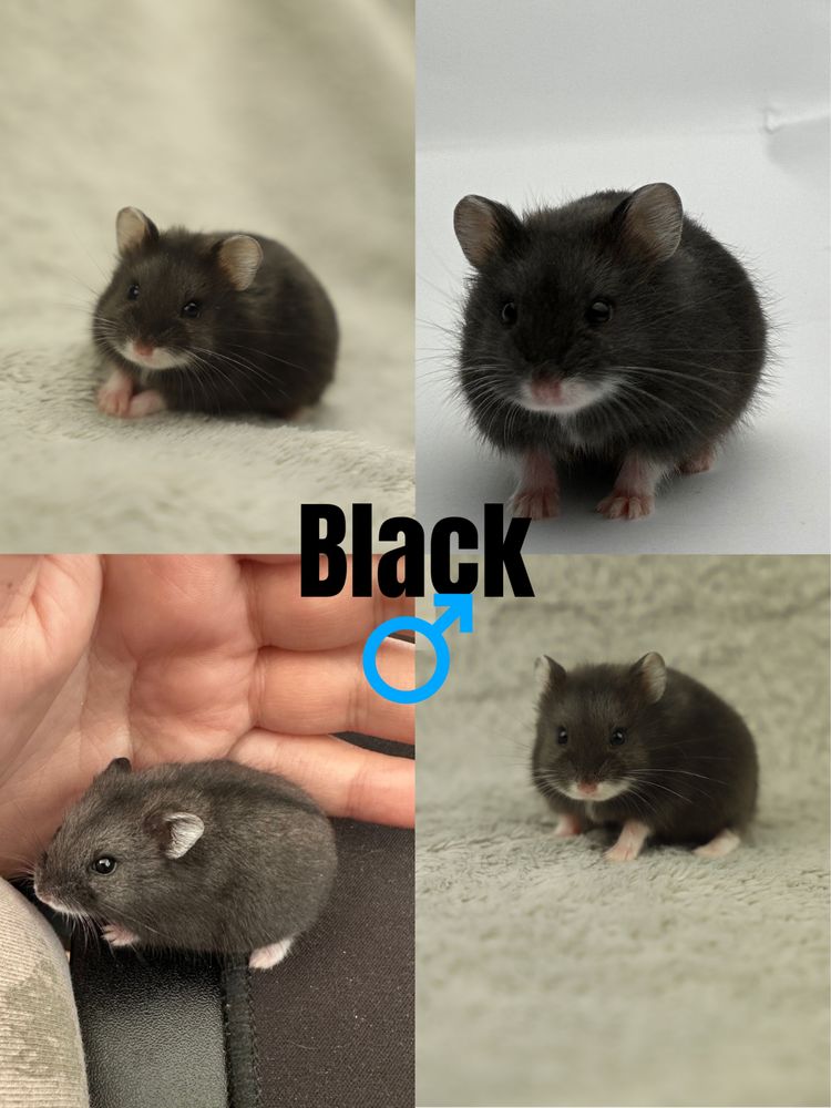 Chomik, chomiki, chomiki campbella, rodowodowe chomiki campbella