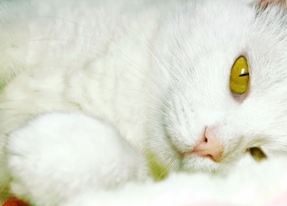 Білосніжна красуня шукає теплий і люблячий дім!