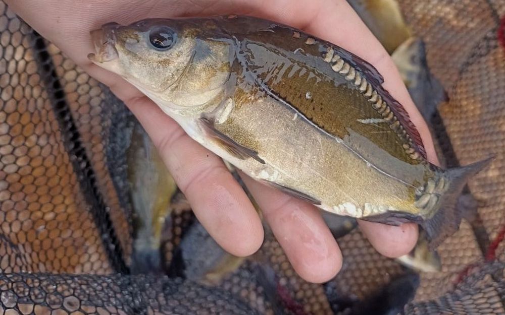 Karp kroczek 15-20cm cm Dostępny, Jesiotr, węgorz, Lin, Amur