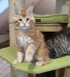 Rudy Kocurek Maine Coon