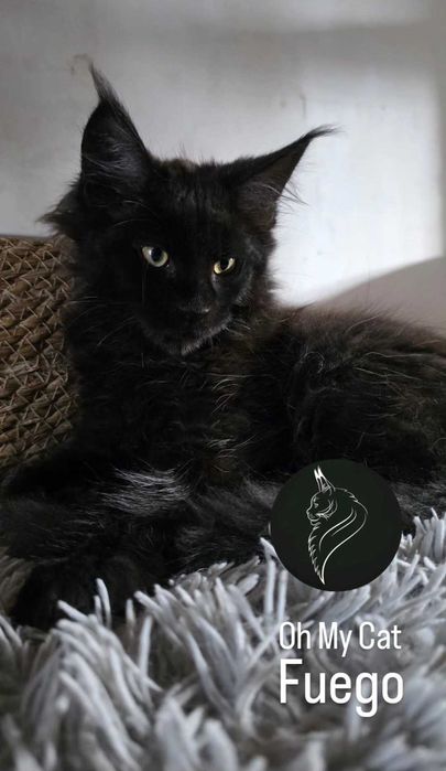 Piękny kocurek maine coon