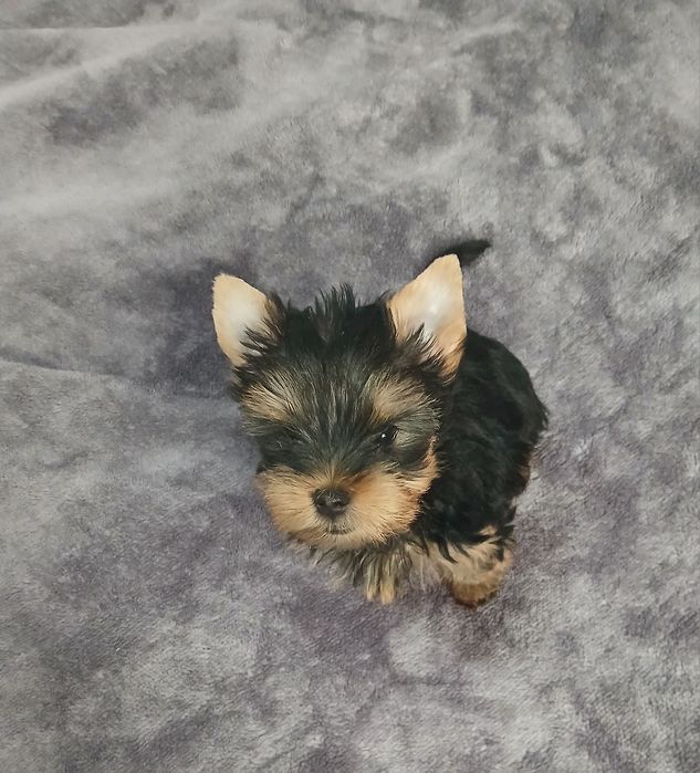 Yorkshire terrier macho puro.