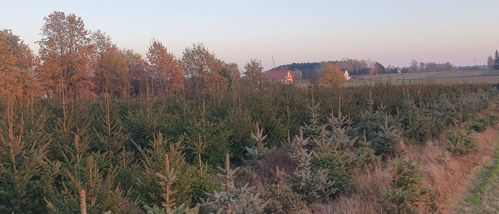 Świerk pospolity,srebny sprzedam hurtowo