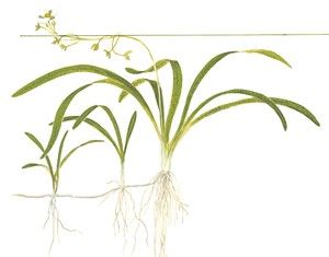 Sagittaria Subulata – Planta aquática