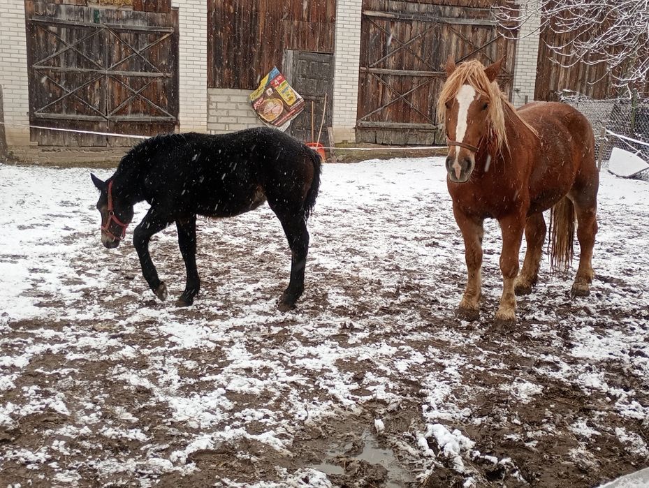 Sprzedam klacz że źrebakiem ponownie zrebna