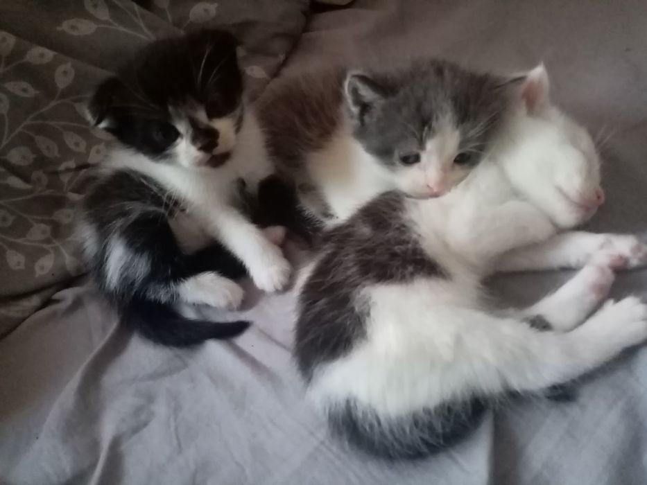 Отдам кошенят в добрі руки